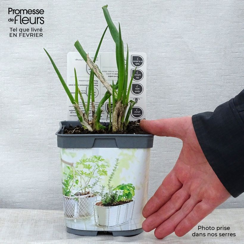 Cebolleta Bio Maceta 1L/1,5L Ejemplar entregado en invierno