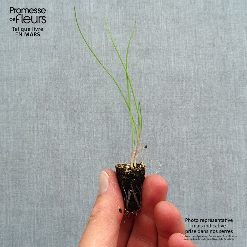Cebolla roja (planta) minicepellón: Ø 1,5/2,5 cm Ejemplar entregado en la primavera