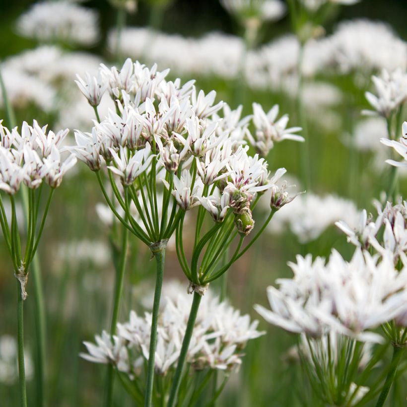 Allium ramosum - Cebollino chino (Floración)