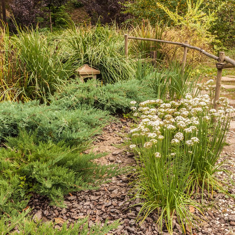 Allium ramosum - Cebollino chino (Porte)