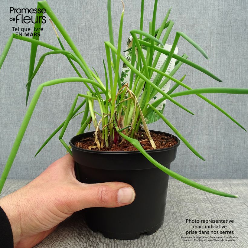 Cebolleta - Allium fistulosum Maceta 1,5L/2L Ejemplar entregado en la primavera