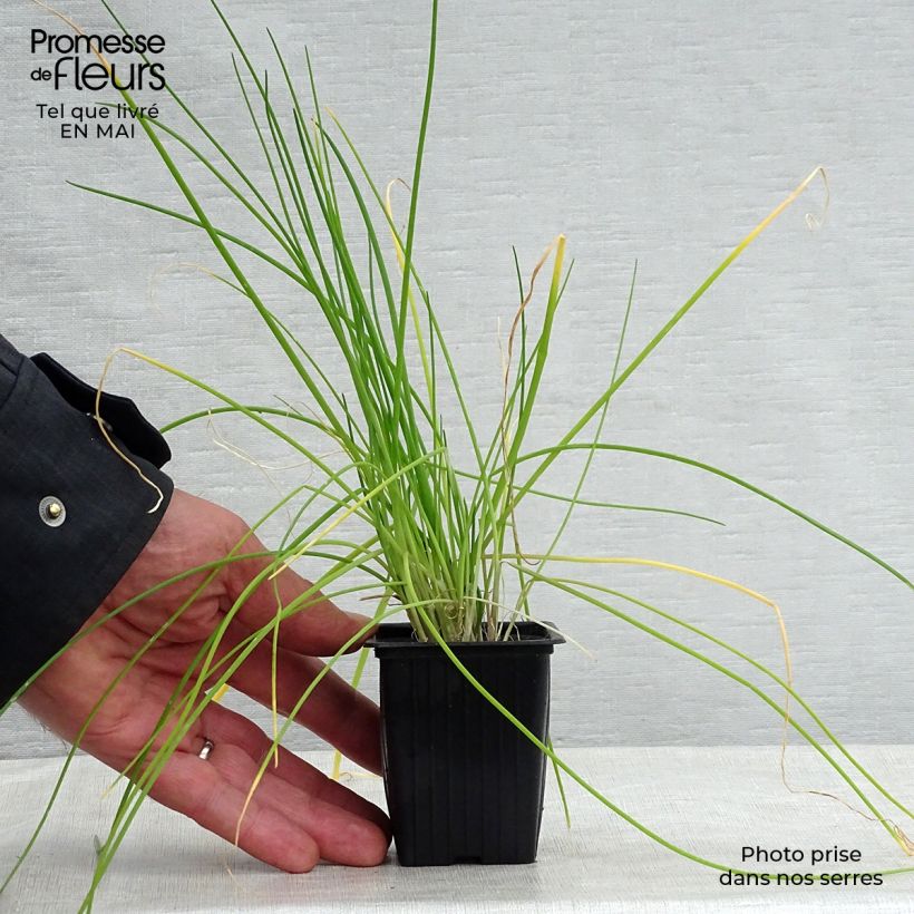 Cebollino - Cebolla china Maceta de 8/9 cm Ejemplar entregado en la primavera