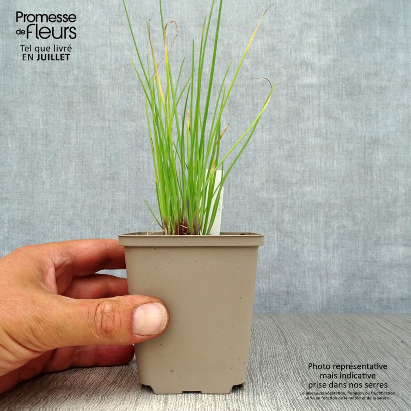 Ejemplar de Cebollino Rising Star Maceta de 8/9 cm entregado en verano