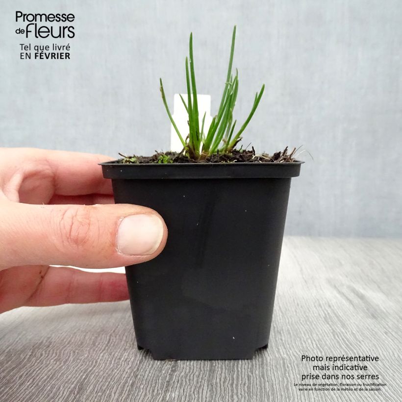 Cebollino Rising Star Maceta de 8/9 cm Ejemplar entregado en invierno