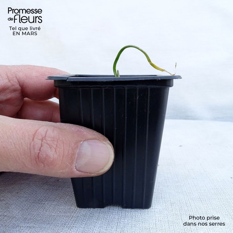 Cebolletas chinas Bio Maceta de 7/8 cm Ejemplar entregado en la primavera