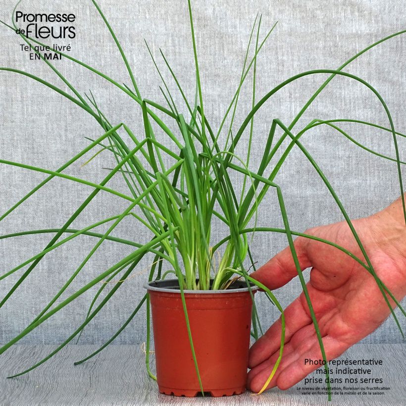 Cebollino (plantas) Maceta de 8/9 cm Ejemplar entregado en la primavera