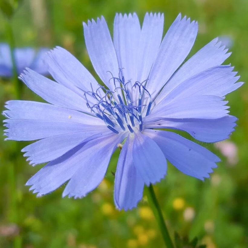 Escarola silvestre - Cichorium intybus (Floración)