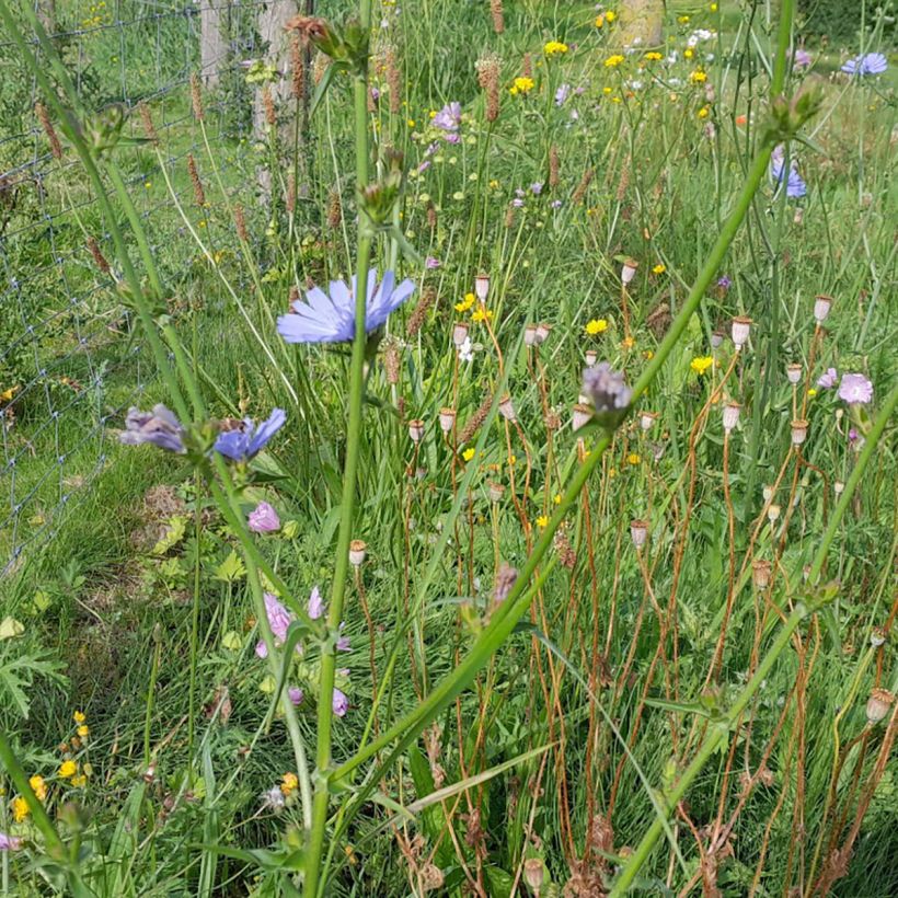 Escarola silvestre - Cichorium intybus (Porte)