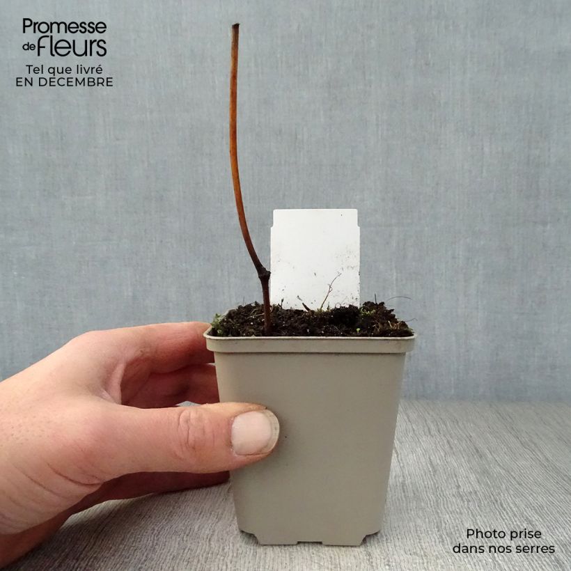 Actaea matsumurae White Pearl Maceta de 8/9 cm Ejemplar entregado en invierno