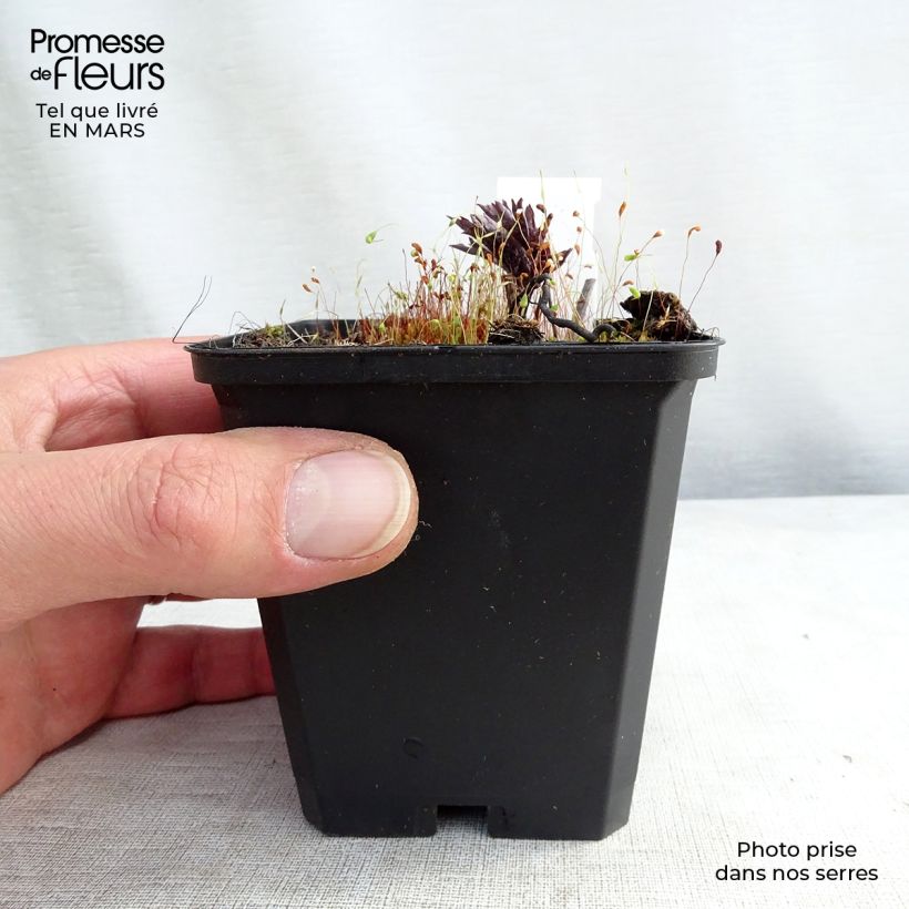 Actaea simplex Brunette Maceta de 8/9 cm Ejemplar entregado en invierno