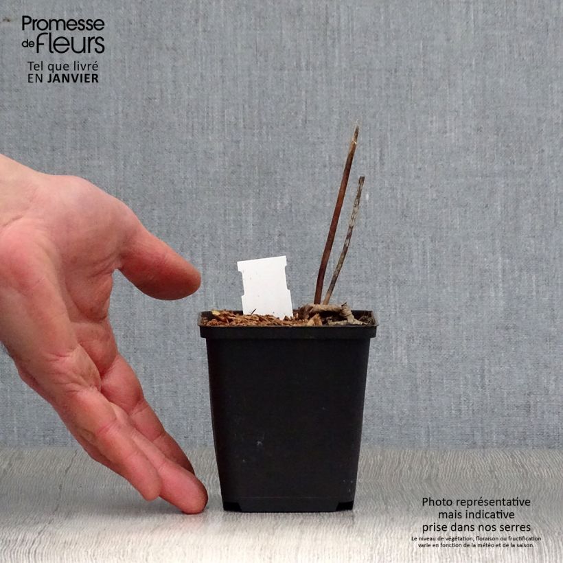 Actaea biternata Maceta de 8/9 cm Ejemplar entregado en invierno