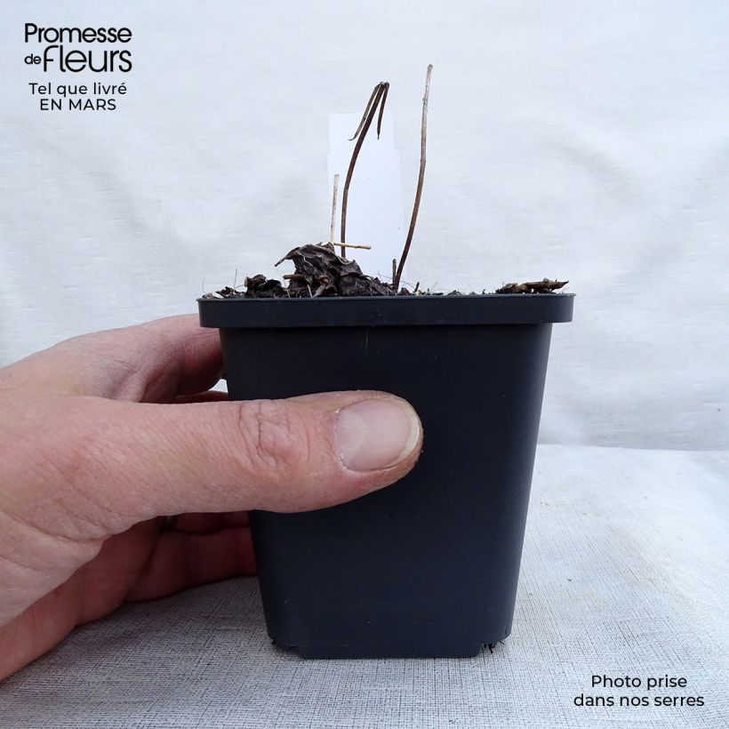 Actaea simplex Pink Spike Maceta de 8/9 cm Ejemplar entregado en la primavera