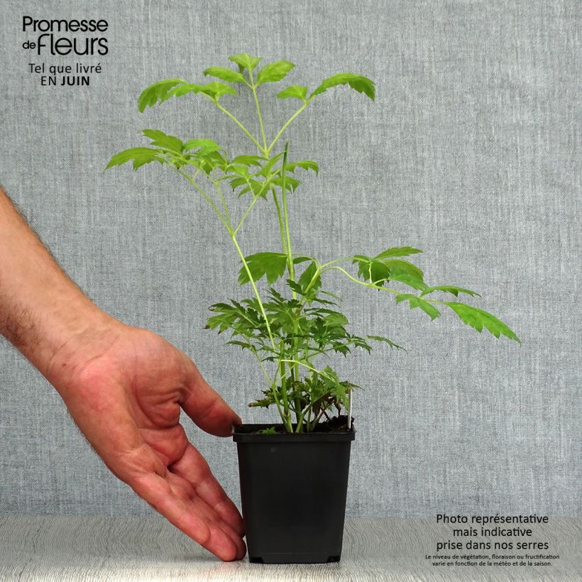 Ejemplar de Actaea matsumurae White Pearl Maceta de 8/9 cm entregado en verano