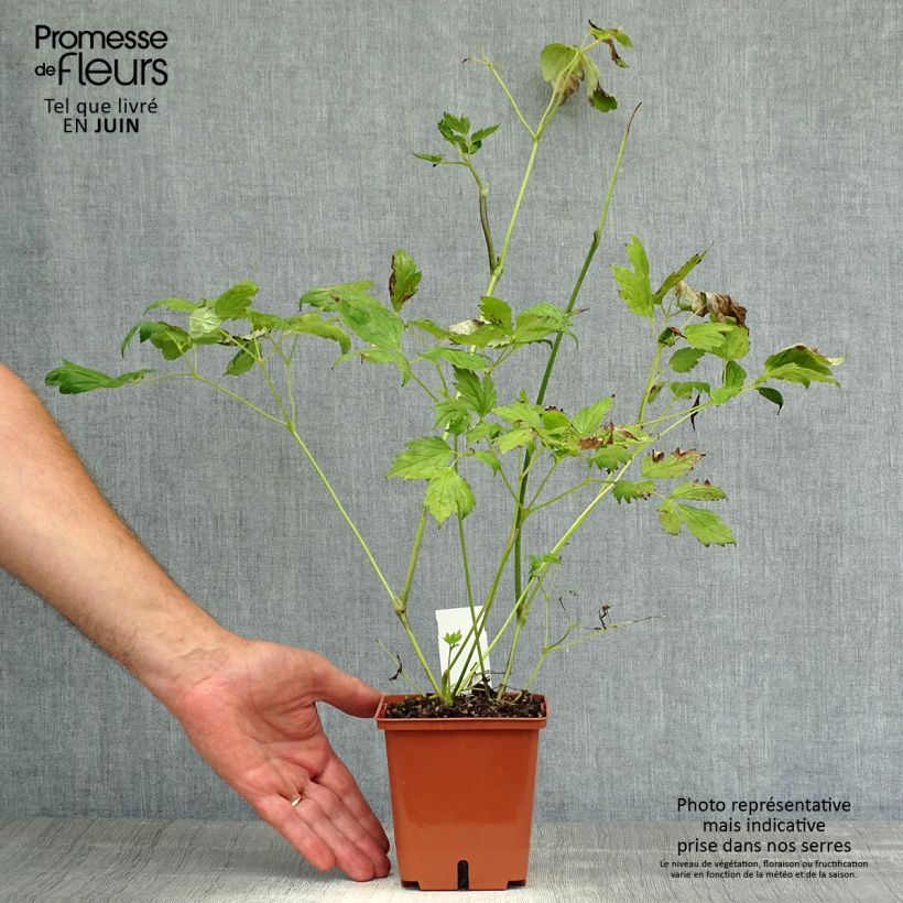 Ejemplar de Cierge d'argent, Cimicifuga, Actaea matsumurae White Pearl Pot de 1,5L/2L entregado en verano