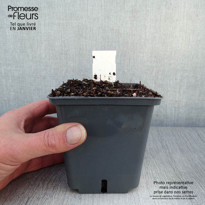 Actaea Black Negligee Maceta 1L/1,5L Ejemplar entregado en invierno