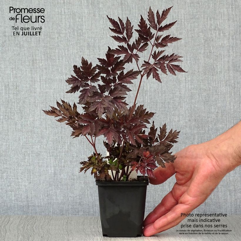Ejemplar de Actaea simplex Pink Spike Maceta de 8/9 cm entregado en verano