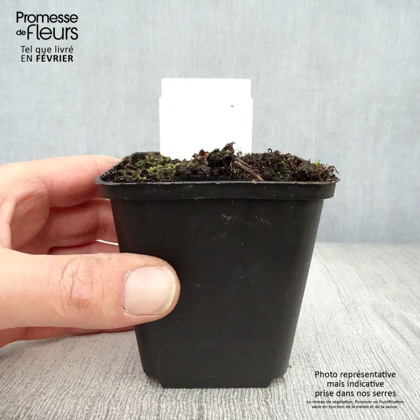 Actaea simplex Pink Spike Maceta de 8/9 cm Ejemplar entregado en invierno