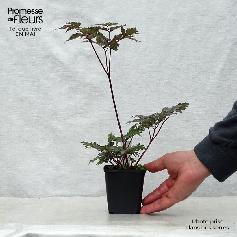 Actaea simplex Carbonella Maceta de 8/9 cm Ejemplar entregado en la primavera