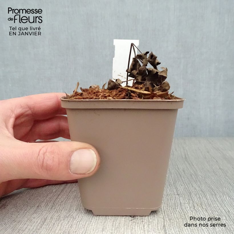 Actaea simplex Carbonella Maceta de 8/9 cm Ejemplar entregado en invierno