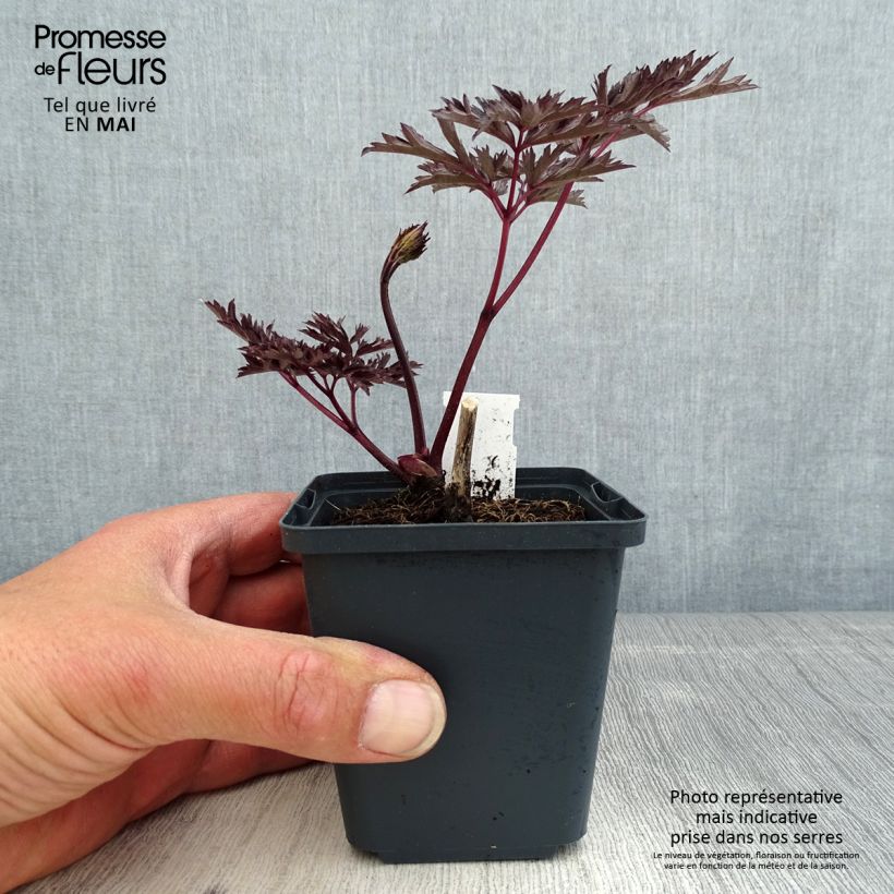 Actaea simplex James Compton Maceta de 8/9 cm Ejemplar entregado en la primavera