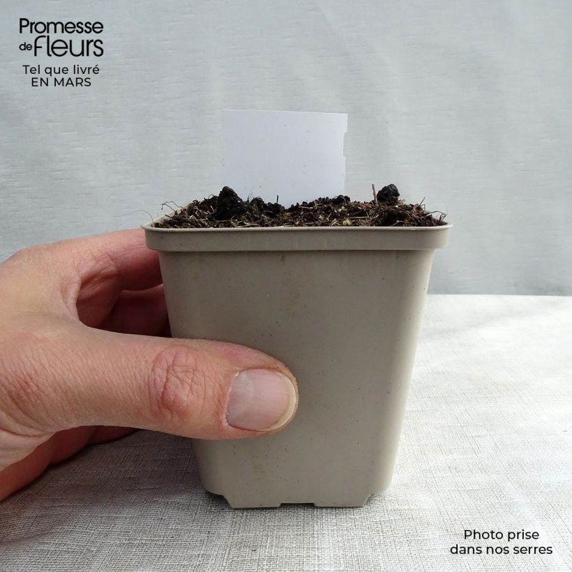 Actaea racemosa Maceta de 8/9 cm Ejemplar entregado en invierno