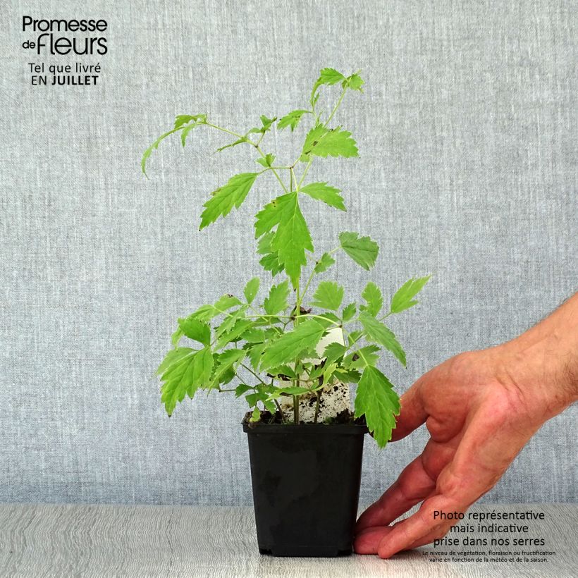 Ejemplar de Actaea racemosa Maceta de 8/9 cm entregado en verano