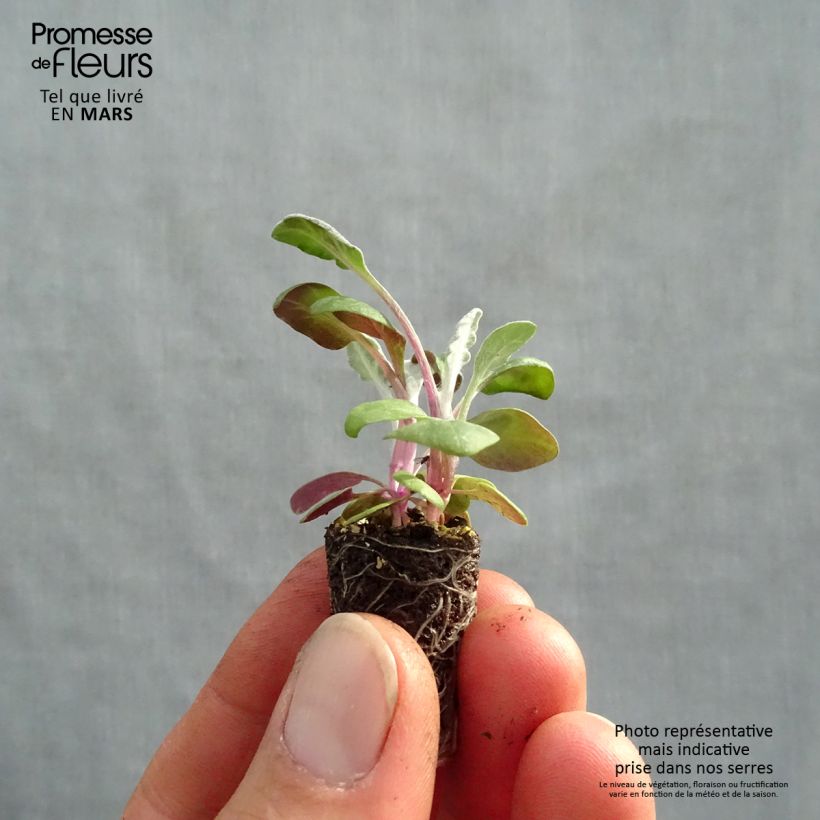 Senecio cineraria Silver Dust - Cineraria gris minicepellón: Ø 1,5/2,5 cm Ejemplar entregado en la primavera