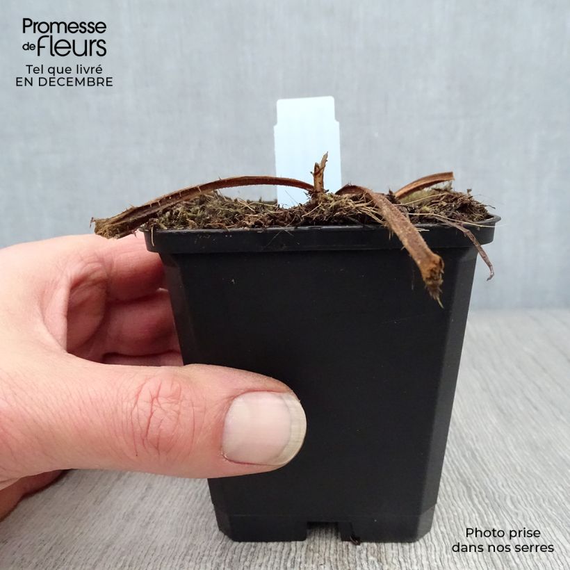 Cirsium rivulare Atropurpureum - Cardo Maceta de 8/9 cm Ejemplar entregado en invierno