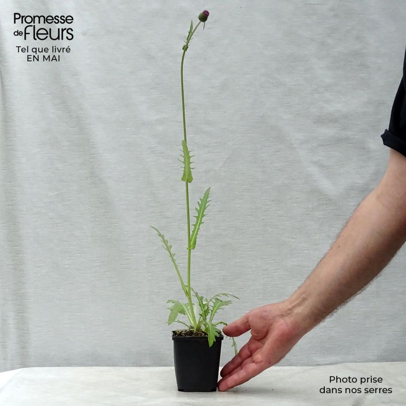 Cirsium rivulare Atropurpureum - Cardo Maceta de 8/9 cm Ejemplar entregado en la primavera