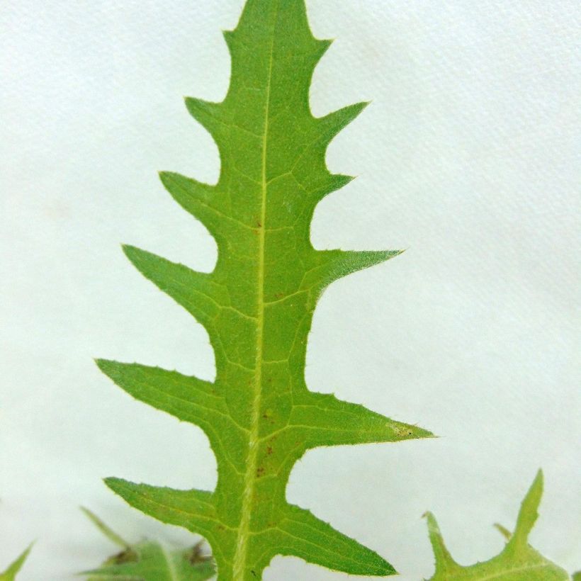 Cirsium rivulare Frosted Magic - Cardo (Follaje)