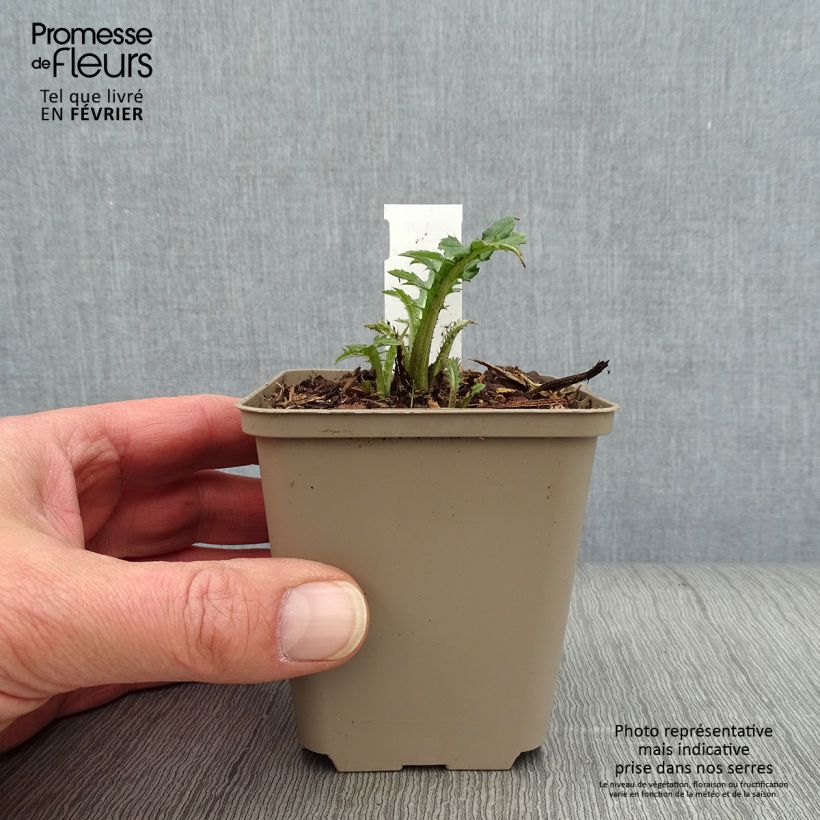 Cirsium rivulare Frosted Magic - Cardo Maceta de 8/9 cm Ejemplar entregado en invierno