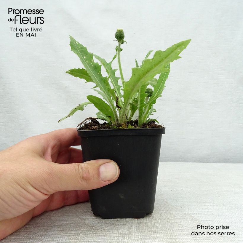 Cirsium rivulare Frosted Magic - Cardo Maceta de 8/9 cm Ejemplar entregado en la primavera