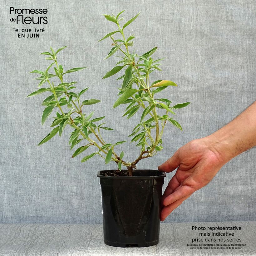 Ejemplar de Jara - Cistus argenteus Silver Pink Maceta 2L/3L entregado en verano