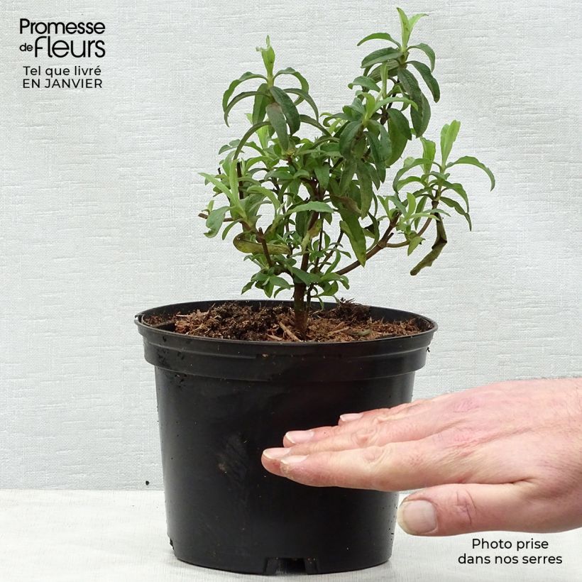 Jara purpúrea - Cistus purpureus Alan Fradd Maceta 2L/3L Ejemplar entregado en invierno