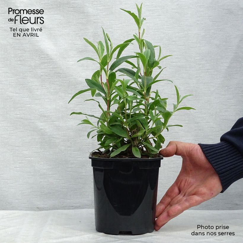 Jara purpúrea - Cistus purpureus Alan Fradd Maceta 2L/3L Ejemplar entregado en la primavera