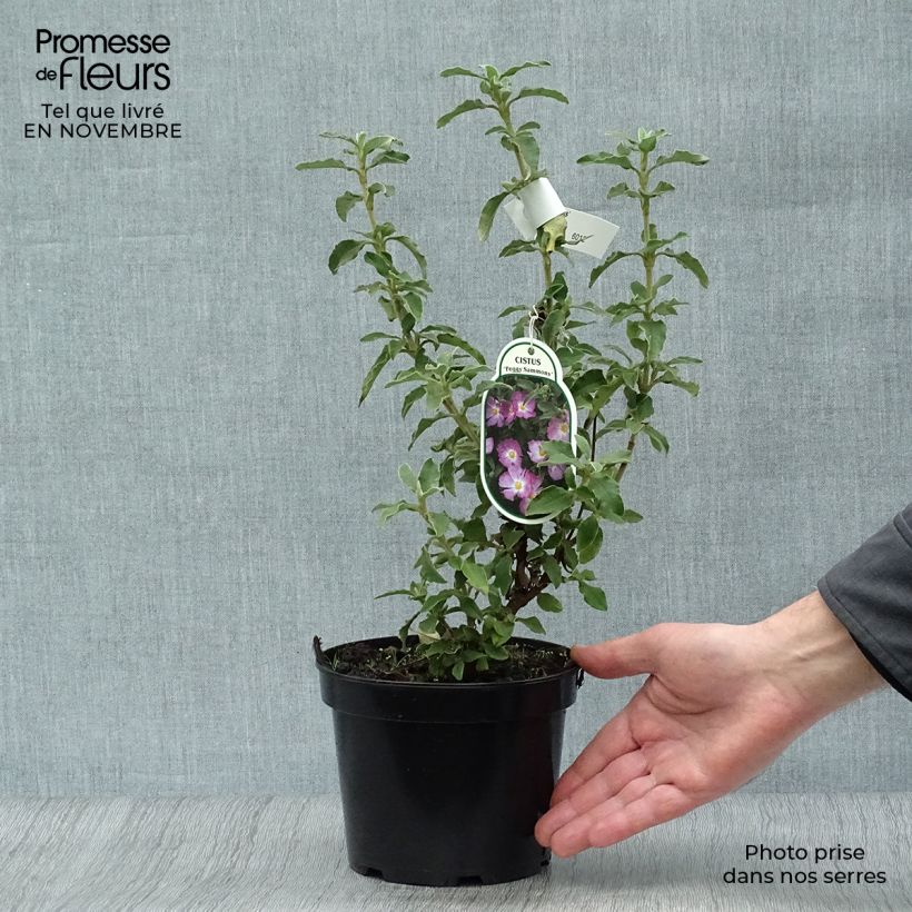 Ejemplar de Jara - Cistus argenteus Peggy Sammons Maceta 2L/3L entregado en otoño
