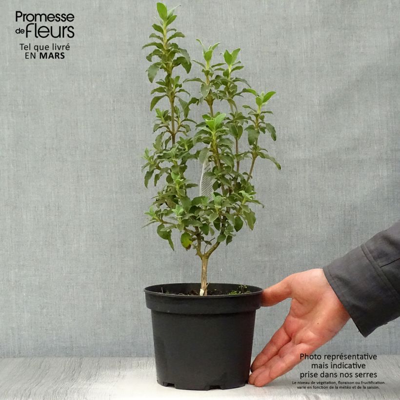 Jara - Cistus argenteus Peggy Sammons Maceta 2L/3L Ejemplar entregado en la primavera