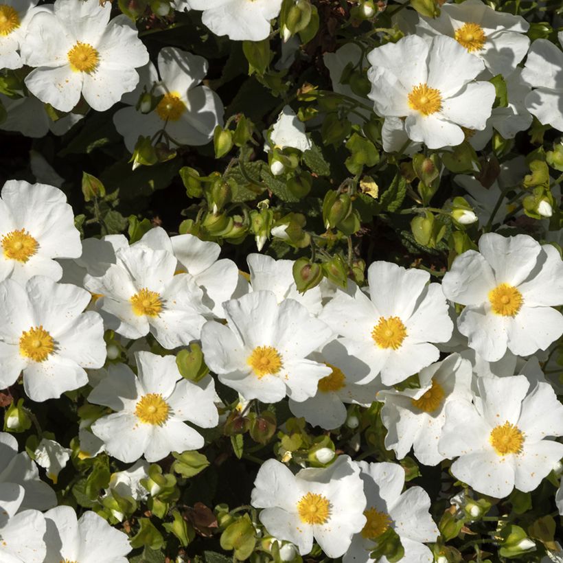 Jara blanca - Cistus corbariensis (Floración)