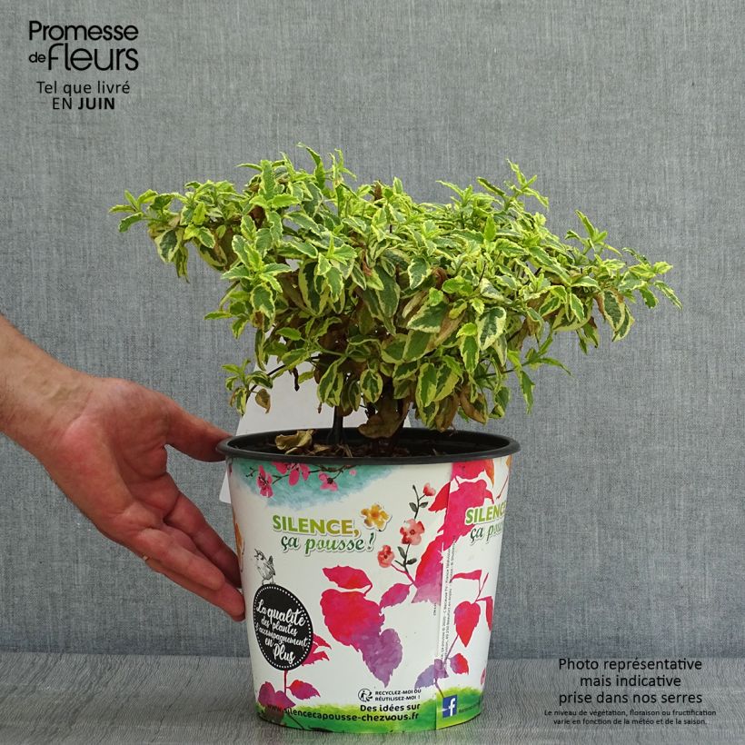 Ejemplar de Jara blanca - Cistus corbariensis Little Miss Sunshine Maceta 3L/4L entregado en verano