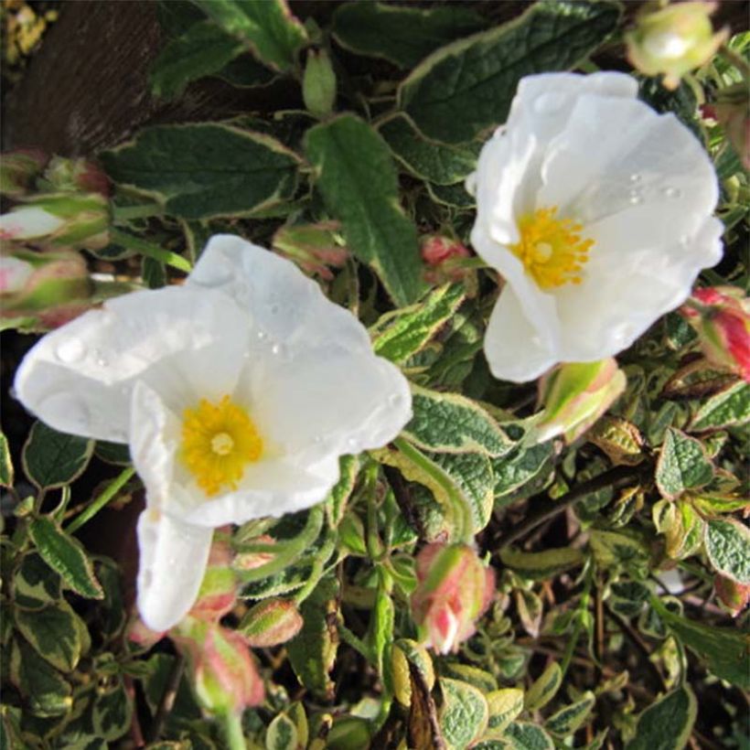 Jara blanca - Cistus corbariensis Rospico (Floración)