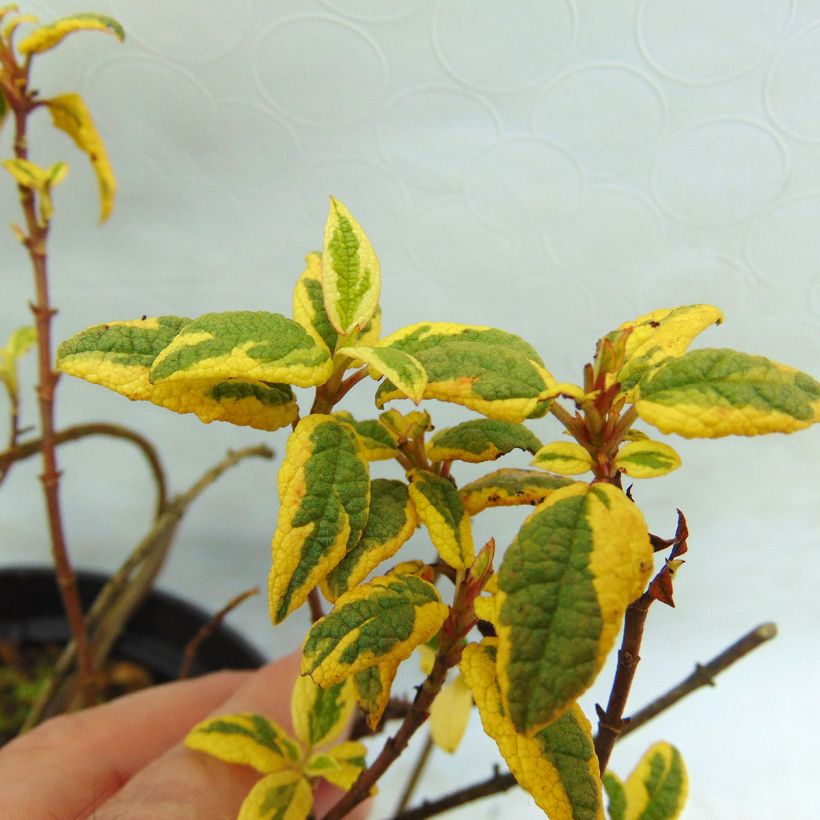 Jara blanca - Cistus corbariensis Rospico (Follaje)