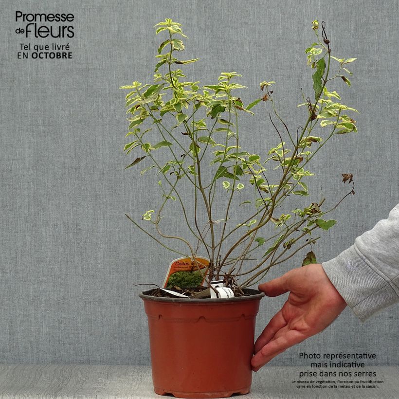 Ejemplar de Jara blanca - Cistus corbariensis Rospico Maceta 2L/3L entregado en otoño