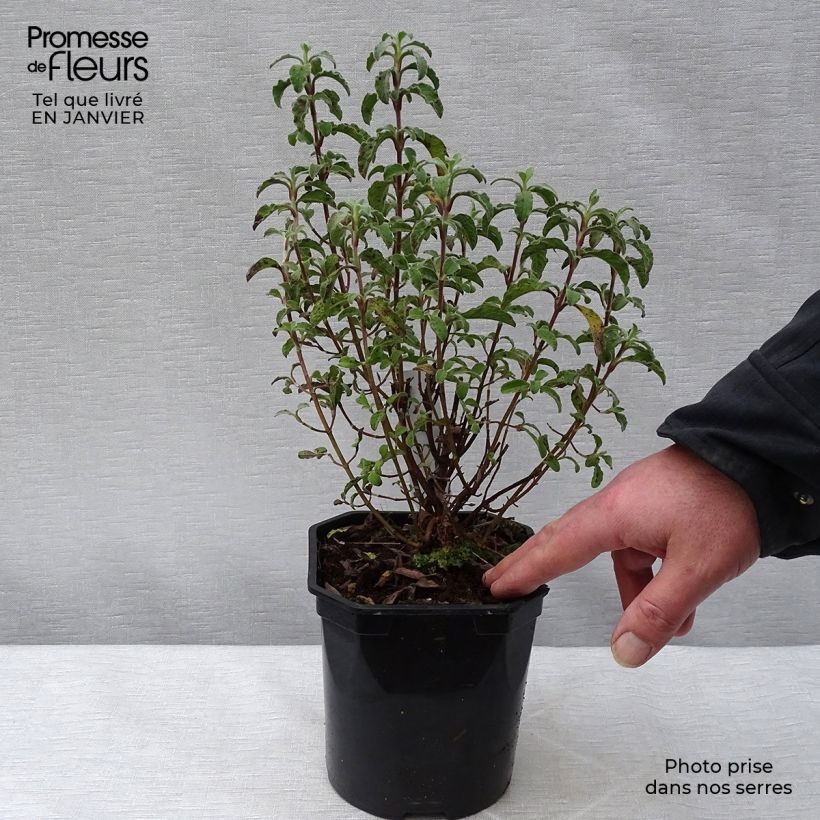 Jara - Cistus creticus Maceta 3L/4L Ejemplar entregado en invierno