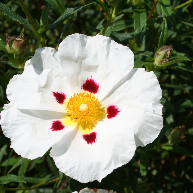 Cistus x dansereaui Jenkyn Place - Jara (Floración)