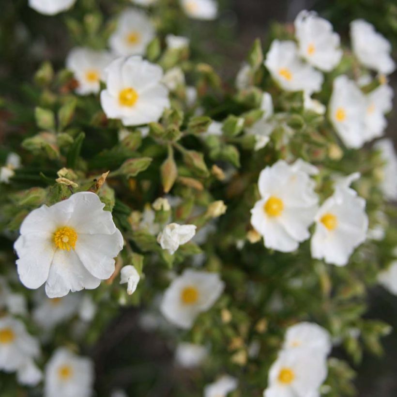 Jara negra - Cistus monspeliensis (Floración)