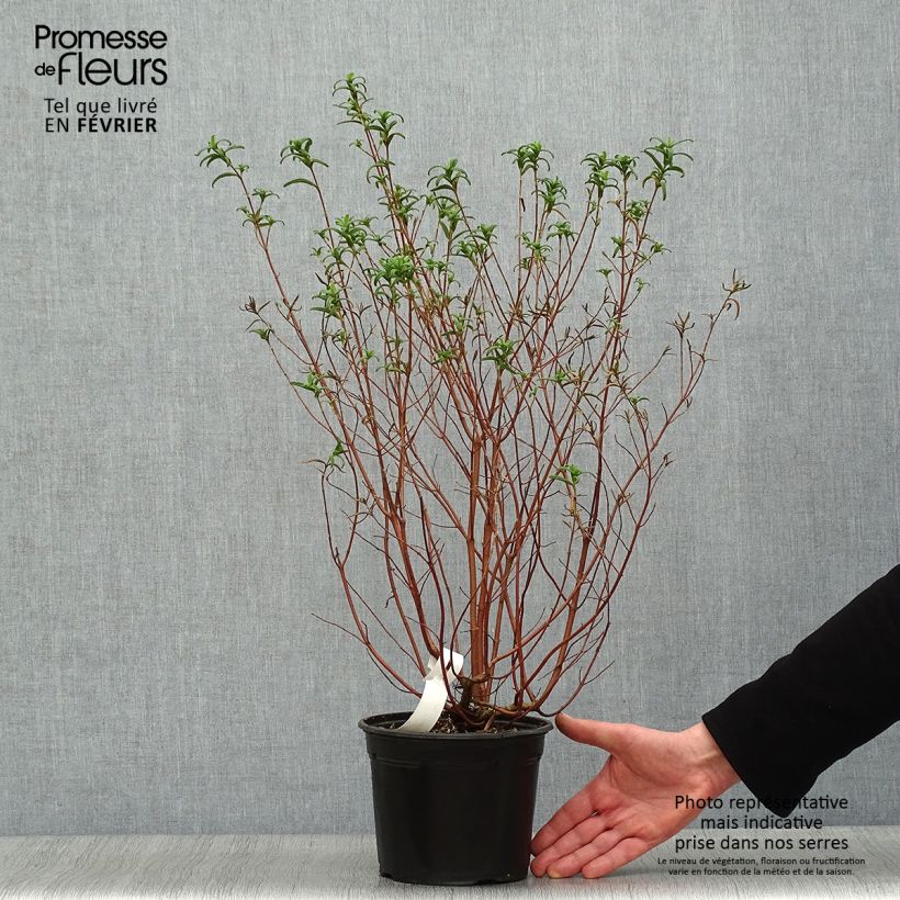 Jara negra - Cistus monspeliensis Maceta 2L/3L Ejemplar entregado en invierno