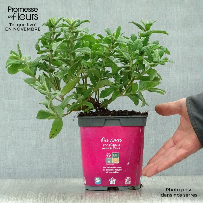 Ejemplar de Jara - Cistus pulverulentus Maceta 2L/3L entregado en otoño