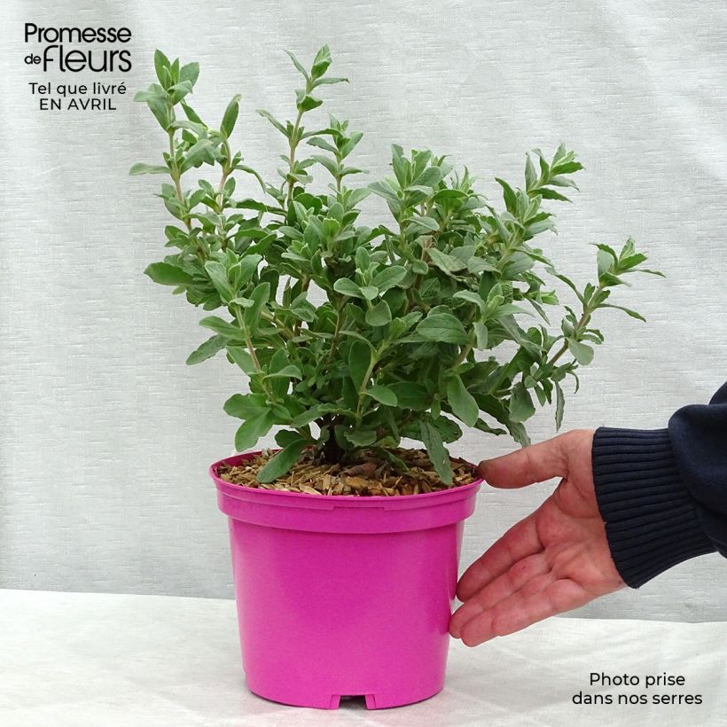 Jara - Cistus pulverulentus Sunset Maceta 2L/3L Ejemplar entregado en la primavera