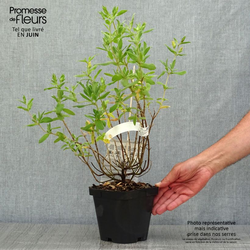 Ejemplar de Jara - Cistus pulverulentus Sunset Maceta 2L/3L entregado en verano