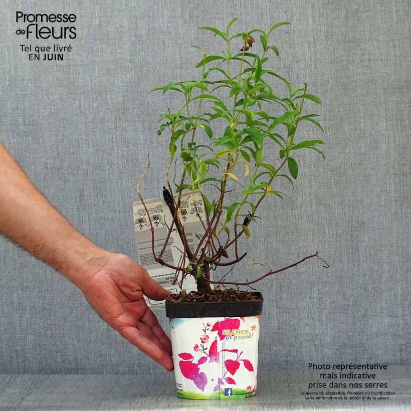 Ejemplar de Jara purpúrea - Cistus purpureus Maceta 2L/3L entregado en verano